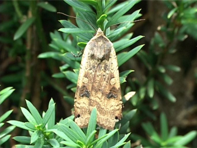 Hausmutter ( Noctua pronuba ) : Moers, in unserem Garten, 19.07.2007